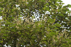 Mallotus tetracoccus